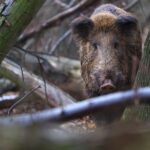 What You Need To Know for a Successful Hog Hunt