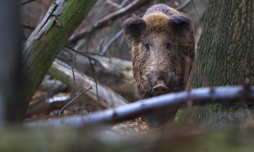 What You Need To Know for a Successful Hog Hunt