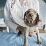 Easy Ways To Cut Costs at Your Veterinary Clinic