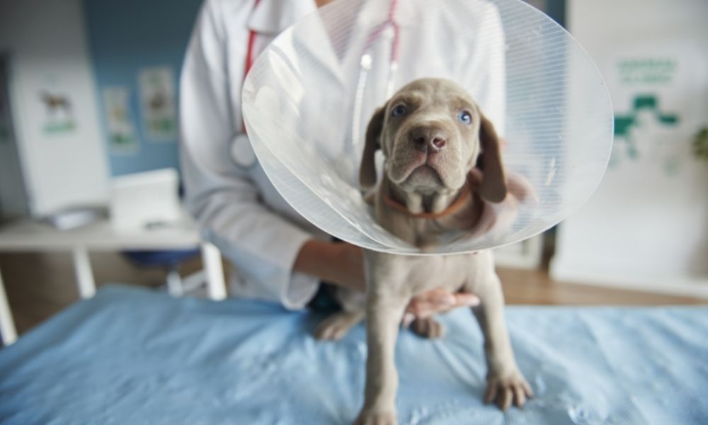 Easy Ways To Cut Costs at Your Veterinary Clinic