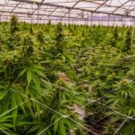 Practical Tips for Maximizing Your Cannabis Business