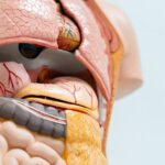 Why Are Isotopes Important for Studying the Human Body?