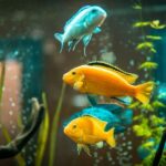 How To Prevent Your Freshwater Fish From Getting Sick