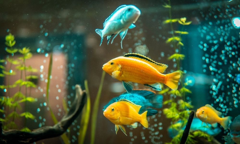 How To Prevent Your Freshwater Fish From Getting Sick