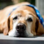 Training Senior Dogs: How To Teach an Old Dog New Tricks
