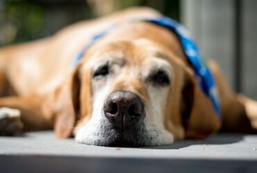 Training Senior Dogs: How To Teach an Old Dog New Tricks