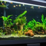 How To Clean Acrylic Aquariums Without Leaving Scratches