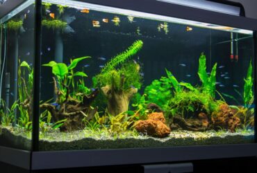 How To Clean Acrylic Aquariums Without Leaving Scratches