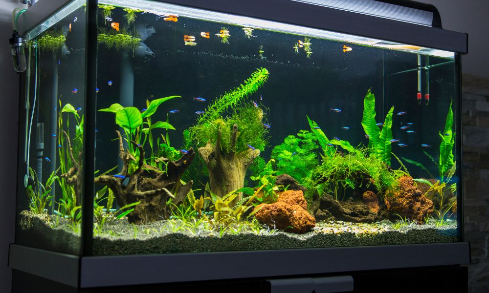 How To Clean Acrylic Aquariums Without Leaving Scratches