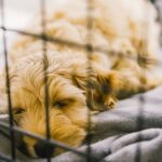 To Crate Train or Not To Crate Train: The Pros and Cons