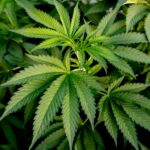 How Is Cannabis Use Changing Across the Country?