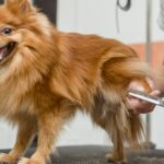 Different Ways To Keep Your Dog Safe and Healthy This Winter