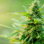 How To Keep Pests Out of Your Cannabis Plants