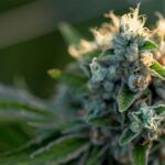 Common Cannabis Plant Diseases and How To Treat Them