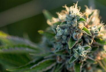 Common Cannabis Plant Diseases and How To Treat Them