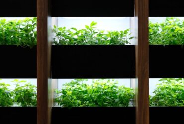 Best Ways To Control Humidity in Your Grow Room