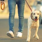 4 Things You Should Do After Boarding Your Dog
