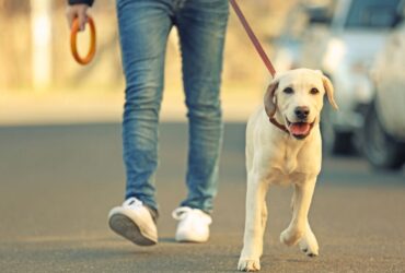 4 Things You Should Do After Boarding Your Dog