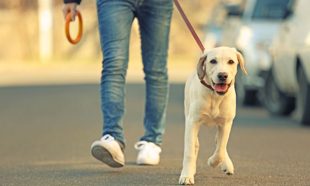 4 Things You Should Do After Boarding Your Dog