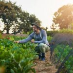 A man wearing a sunhat and overalls kneels in a small farm field, checking the quality of the plant leaves.