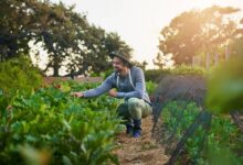 A man wearing a sunhat and overalls kneels in a small farm field, checking the quality of the plant leaves.