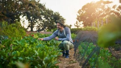 A man wearing a sunhat and overalls kneels in a small farm field, checking the quality of the plant leaves.