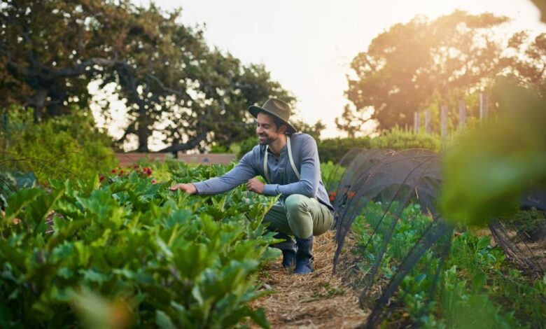 A man wearing a sunhat and overalls kneels in a small farm field, checking the quality of the plant leaves.