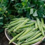 A ceramic bowl of pea pods sits on the ground in the middle of multiple pea plants growing in multiple directions.