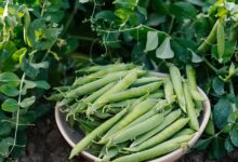 A ceramic bowl of pea pods sits on the ground in the middle of multiple pea plants growing in multiple directions.