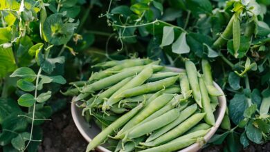 A ceramic bowl of pea pods sits on the ground in the middle of multiple pea plants growing in multiple directions.