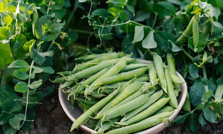 A ceramic bowl of pea pods sits on the ground in the middle of multiple pea plants growing in multiple directions.