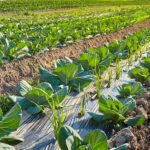A field of plants with sections covered with plastic. There are also dirt and rocks on the field.