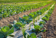 A field of plants with sections covered with plastic. There are also dirt and rocks on the field.