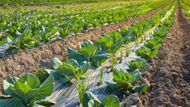 A field of plants with sections covered with plastic. There are also dirt and rocks on the field.