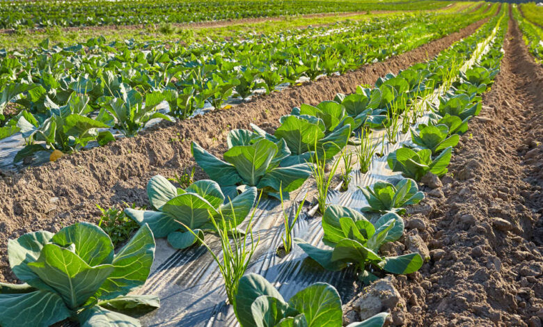 A field of plants with sections covered with plastic. There are also dirt and rocks on the field.