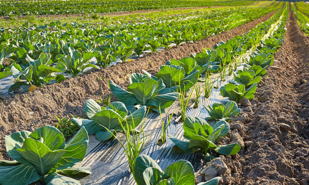 A field of plants with sections covered with plastic. There are also dirt and rocks on the field.