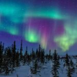 A bright green and purple northern lights display dancing over a snow-covered landscape with spruce trees.