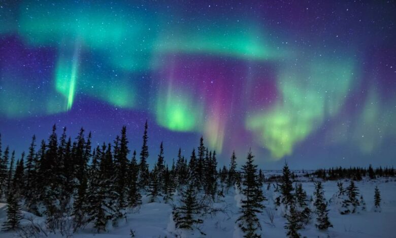 A bright green and purple northern lights display dancing over a snow-covered landscape with spruce trees.