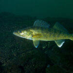 A black and yellow speckled walleye swimming in dark blue-green water next to a black rock formation.