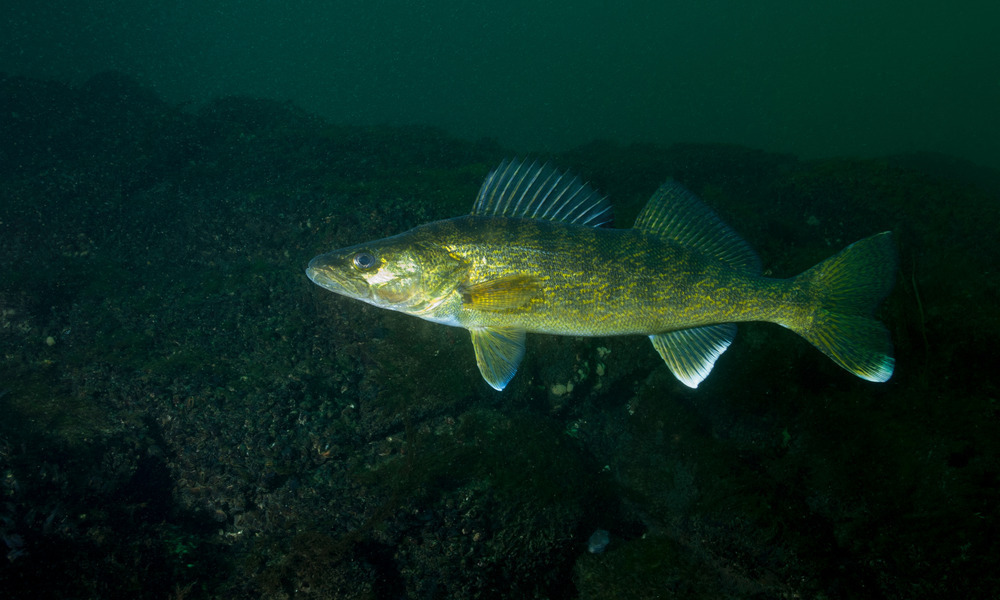 A black and yellow speckled walleye swimming in dark blue-green water next to a black rock formation.