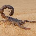 A close-up shows a brownish-red and tan scorpion that is sitting in the sand. The scorpion rests its claws on the sand.