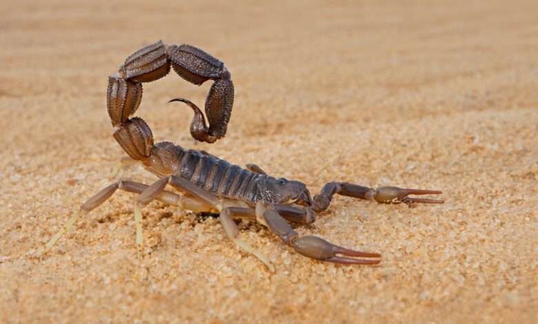 A close-up shows a brownish-red and tan scorpion that is sitting in the sand. The scorpion rests its claws on the sand.