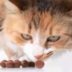 A fluffy brown cat with white accents is cautiously sniffing around several pieces of dark brown kibble on the floor.