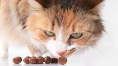 A fluffy brown cat with white accents is cautiously sniffing around several pieces of dark brown kibble on the floor.