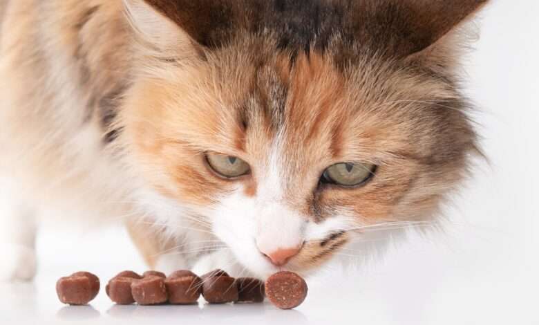 A fluffy brown cat with white accents is cautiously sniffing around several pieces of dark brown kibble on the floor.