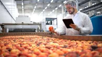 Man wearing a hairnet and a white coat, holding an apple, standing next to a large processing belt full of apples.