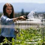 A woman in a blue shirt waters lush green plants with a hose in a sunny urban garden with buildings in the background.