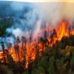 An overhead view of the middle of a forest engulfed in flames. Smoke billows into the air from the burnt trees.