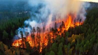 An overhead view of the middle of a forest engulfed in flames. Smoke billows into the air from the burnt trees.
