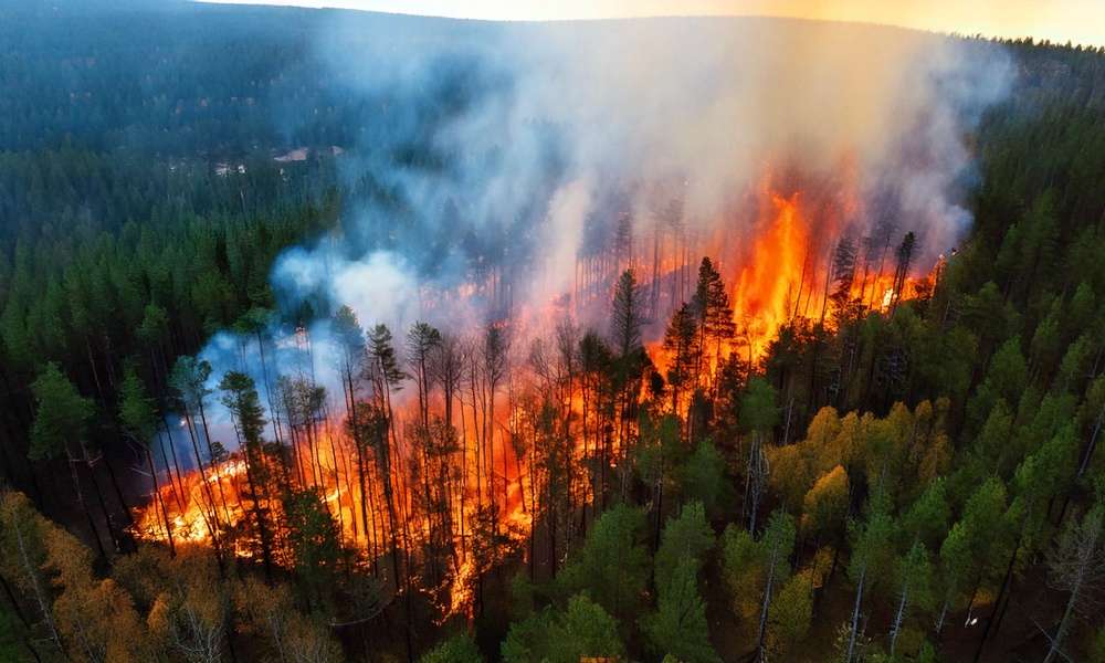 An overhead view of the middle of a forest engulfed in flames. Smoke billows into the air from the burnt trees.